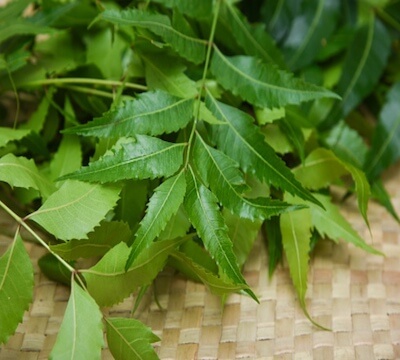 Ayurvedic diet for diabetes neem